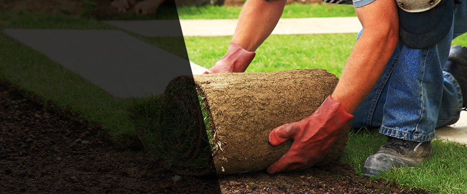 Plano Landscapers